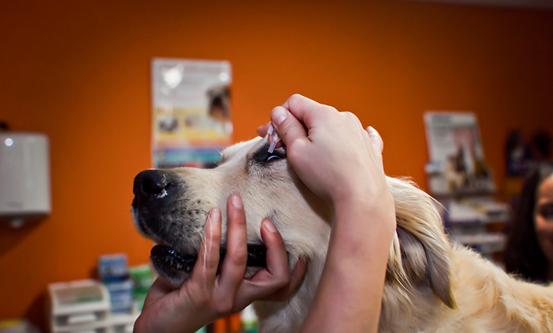 Clínica Veterinaria