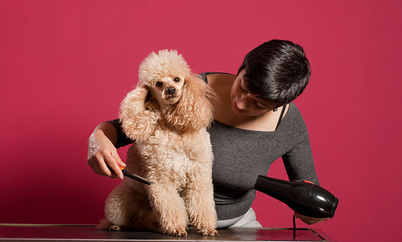 Peluquería Canina