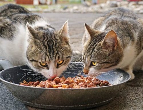 Qu’est-ce que la nourriture humide pour chats ?