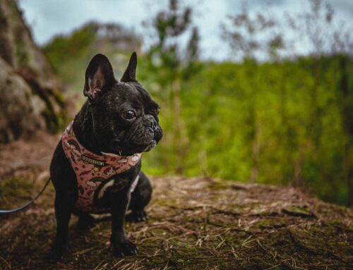 Comment réduire l’anxiété et améliorer  le bien-être du bouledogue français?