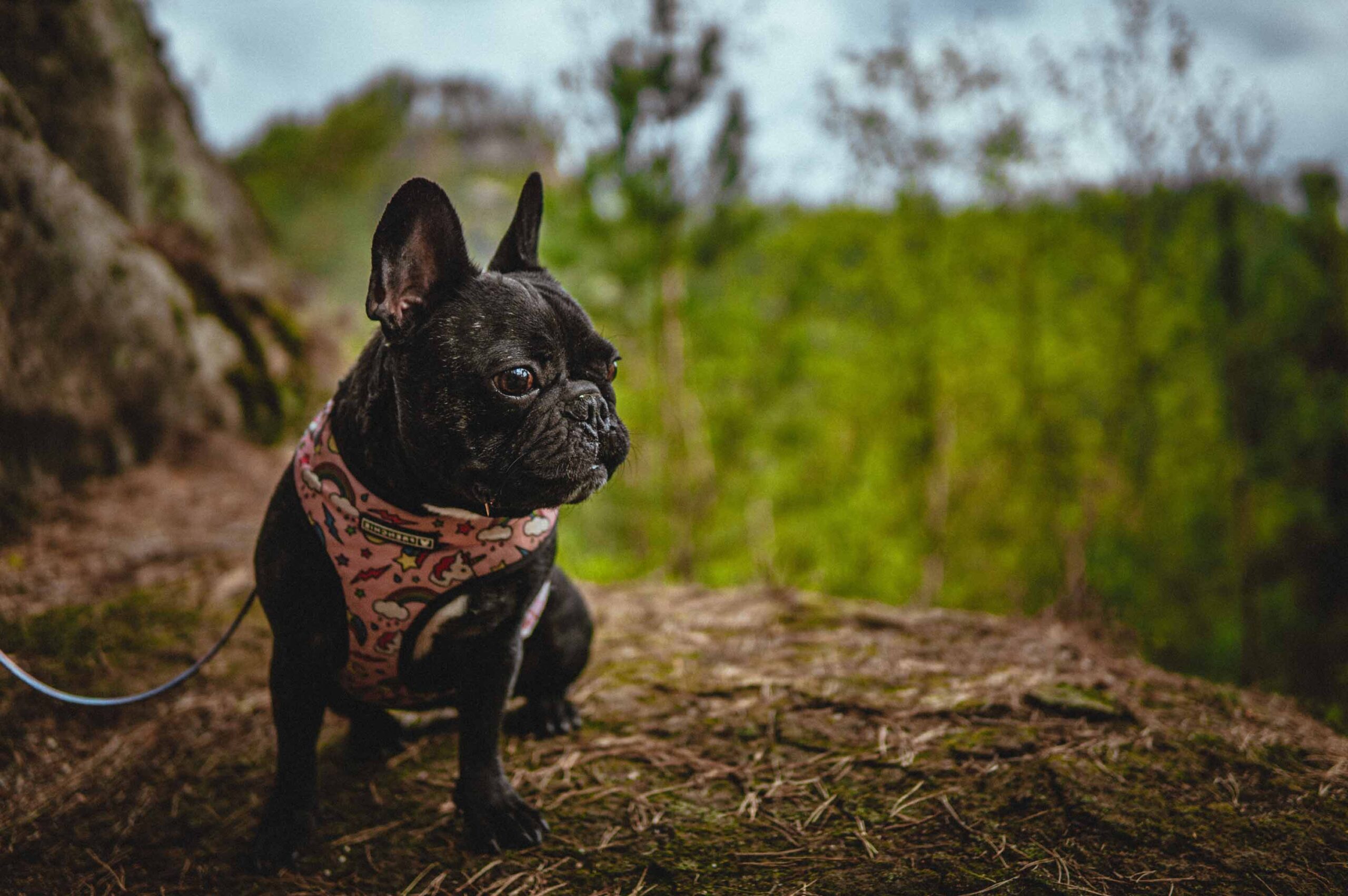 anxiete bouledogue francais