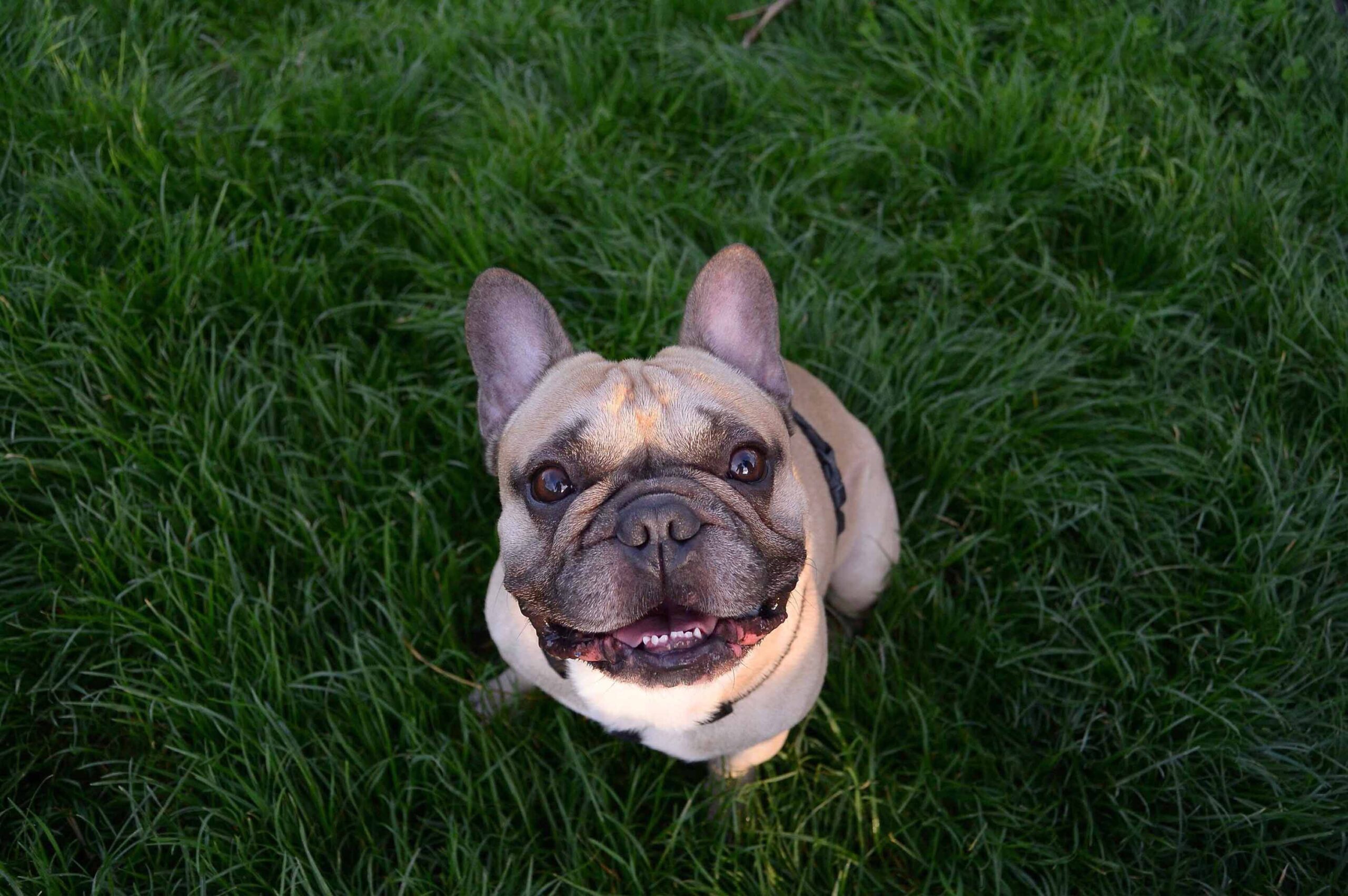 bouledogue francais anxiete