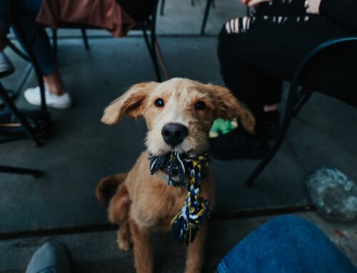 Comment interpréter le langage corporel des chiens?