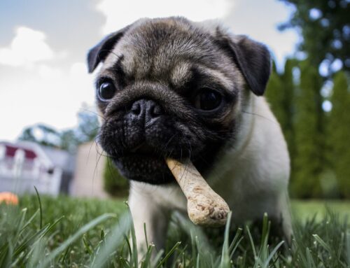 Faut-il donner des os aux chiens?