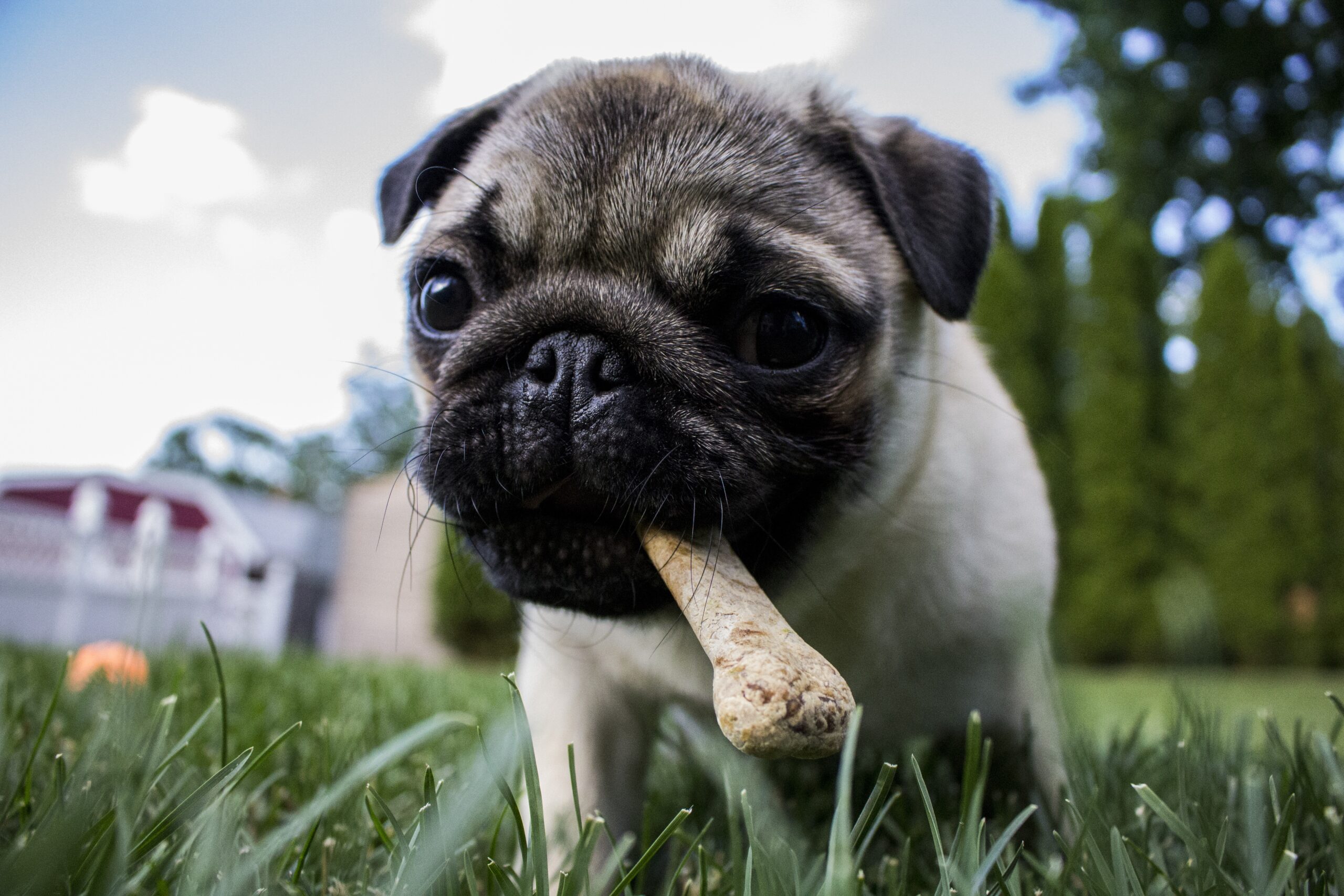 Os pour chien : bienfaits, précautions et dangers - PagesJaunes