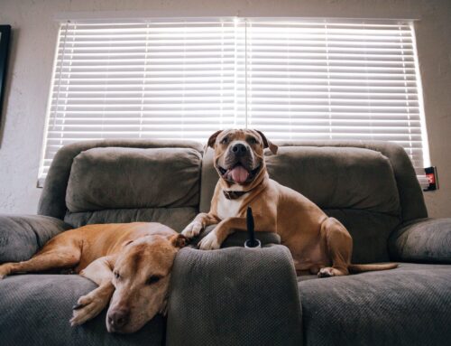 Comment faire pour éviter que votre chien fasse ses besoins dans la maison?